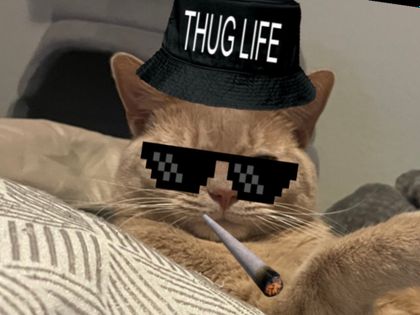Twitches's profile picture